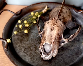 Badger Skull in Bronze