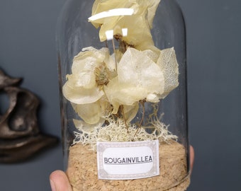 Dry Specimen of  Bougainvillea in a glass cloche - Cabinet of Curiosities