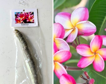 Bouture de plumeria d'Hawaï / Couleurs panachées de rose et de jaune, de blanc ou de rouge disponibles / Faites pousser votre propre plumeria / Plante de plumeria vivante