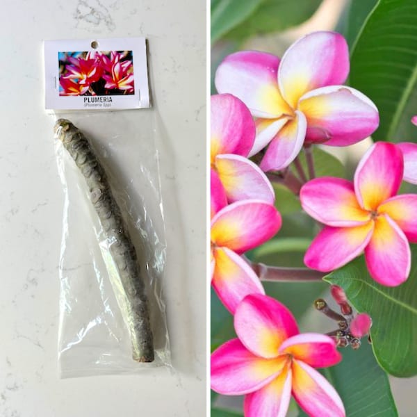 Plumeria Cutting from Hawaii / Variegated Pink and Yellow, White or Red Colors Available / Grow your own plumeria tree / Live plumeria plant