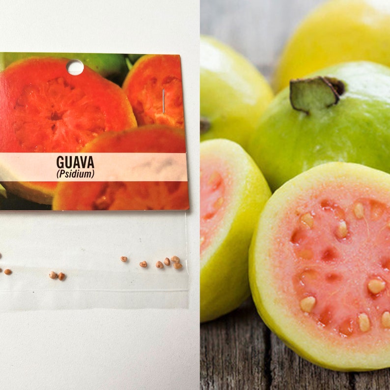 Hawaii Guava Tree Seeds / Made in Hawaii Plant / Plant Your Etsy
