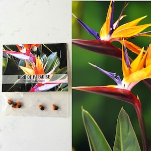 Hawaii Bird of Paradise Seeds / Made in Hawaii Plant / Plant your own bird of paradise / tropical / hawaiian seeds