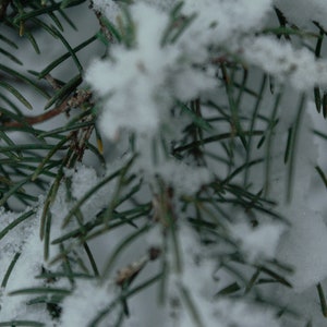 Könnte beinhalten: Nahaufnahme eines Kiefern-Zweigs, der mit frischem Schnee bedeckt ist. Die grünen Nadeln sind durch den weißen Schnee sichtbar.