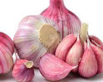 Organic Pink Garlic Bulbs | Premium Vegetable Seeds for Home & Garden Farming |  200g Garlic Bulb