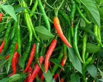 CHILLY Vegetable Seeds (GREEN, Pack of 10g, 2000+ Seeds) Seeds to grow all seasons in Your Home & kitchen garden