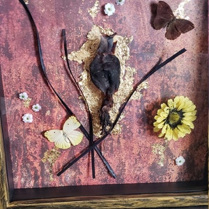 Mummified Squid Oddity Entomology Shadow Box