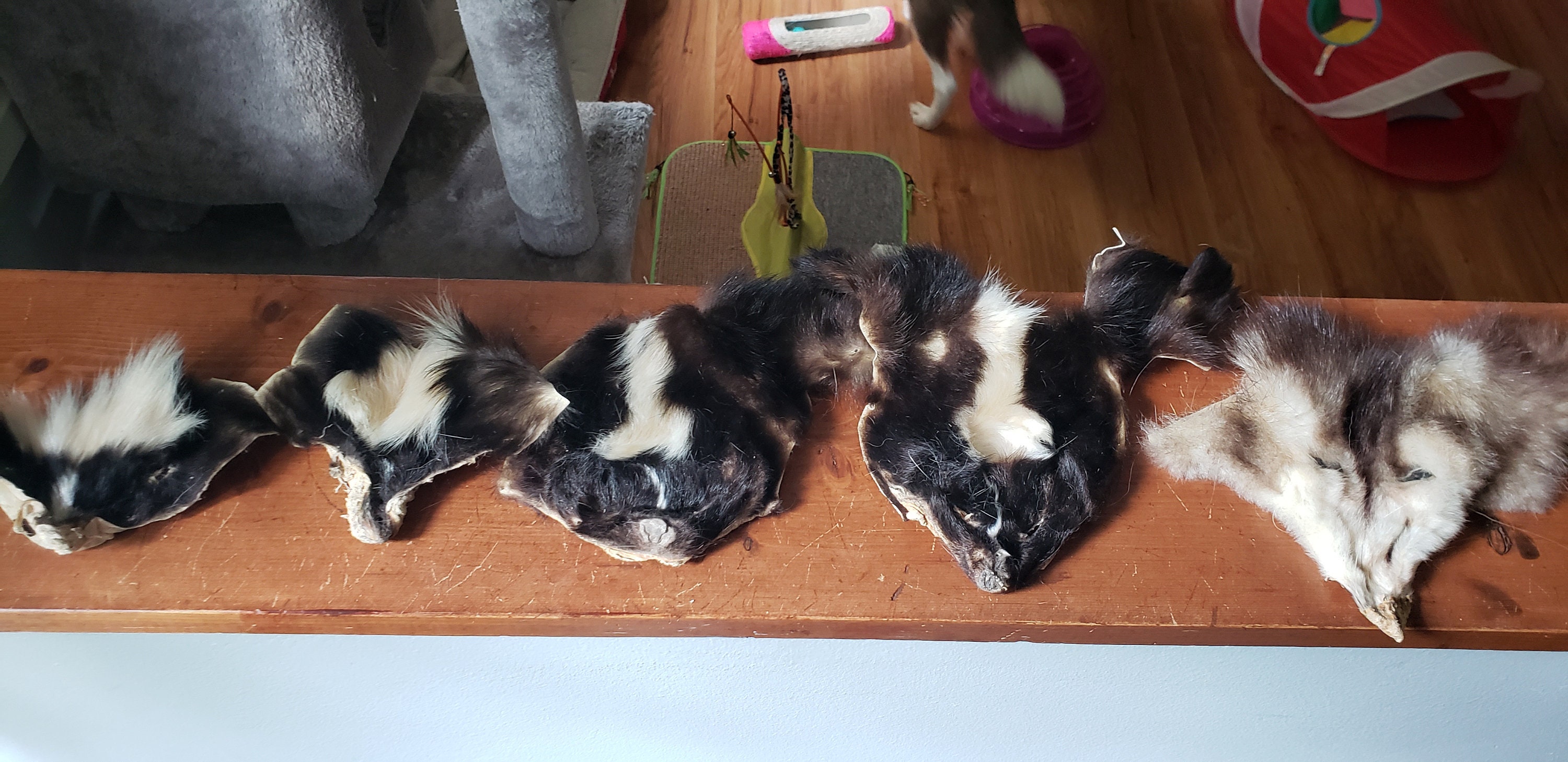 Pelt Making Tanned Craft Face Pelts Real Fur Skunk and Opossum - Etsy