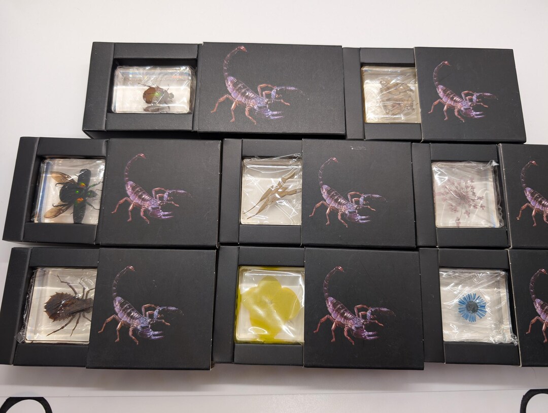 Insects Plants Flora in Lucite Resin Scientific Educational Specimens ...