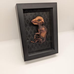 Oddity Bacon Seed Mummified Piglet Ethically Sustainably Sourced Gothic Macabre Witchy Shadowbox Decor
