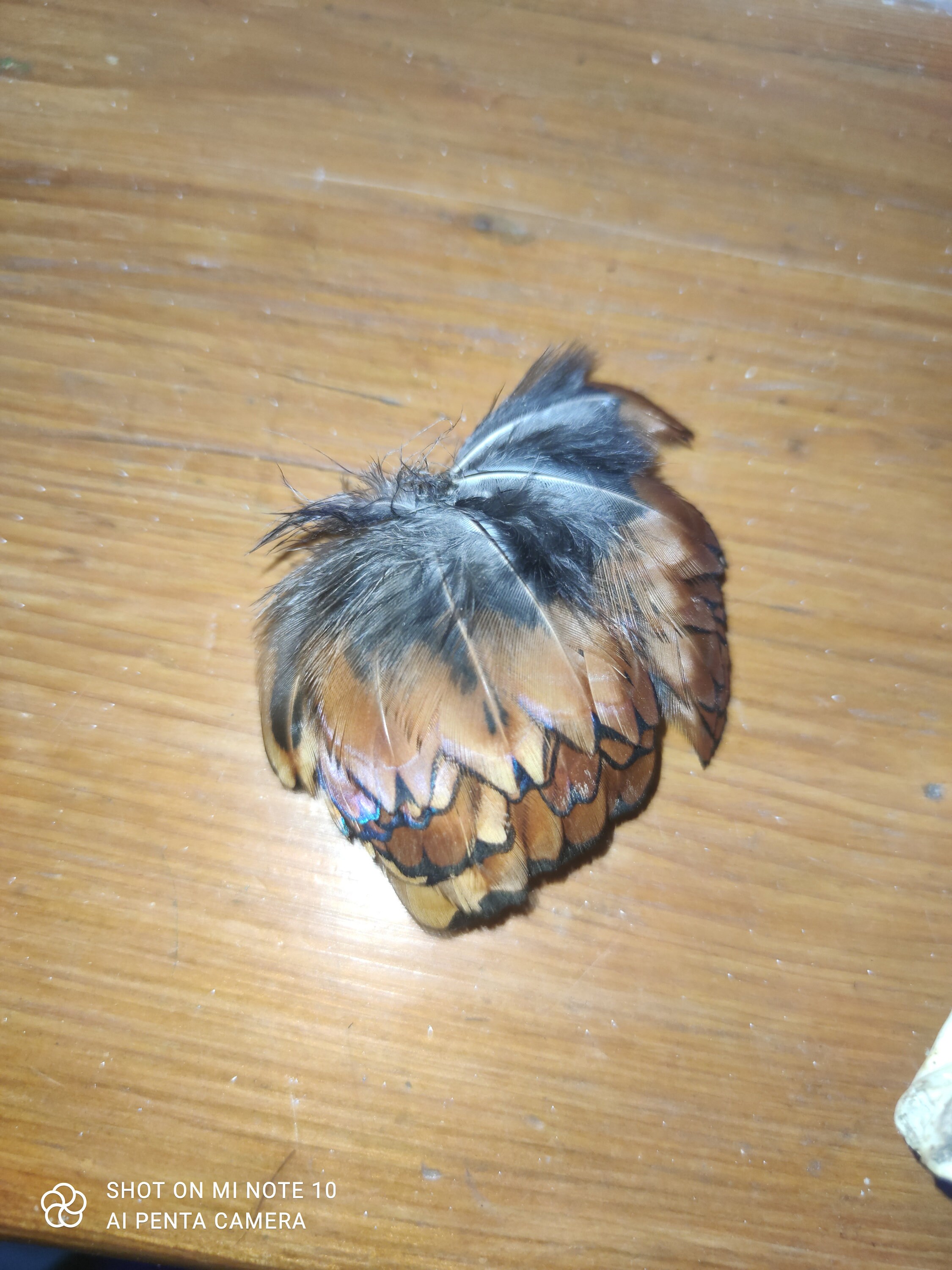 Authentique Bouquet Plume de Faisant