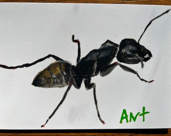 Hormiga — Tarjetas de insectos