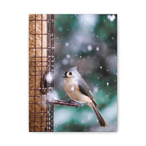 Tufted Titmouse, Tufted Titmouse Wall Art, Tufted Titmouse Decor, Bird Print, Bird Nature Canvas, Cute Animal Prints, Wildlife Art, Birds