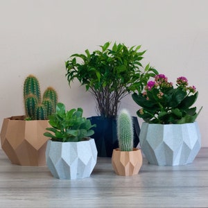 Puede incluir: Cinco plantas en macetas con formas geométricas. Un cactus, una suculenta, un cactus pequeño, una planta de hojas y una planta con flores. Las macetas son de diferentes colores y formas.