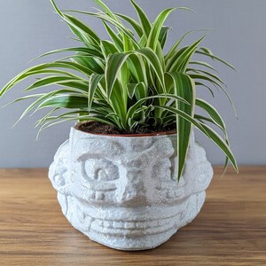 May include: A green and white spider plant in a white ceramic planter shaped like a face. The planter has a textured surface and features a raised eye design.