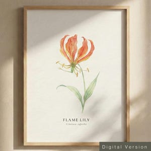 Impresión artística de lirio de llama, diseño floral moderno, póster de la flor nacional de Zimbabue (impresión digital)
