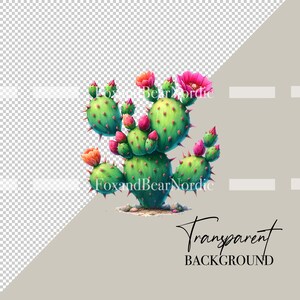 May include: A green prickly pear cactus with pink flowers and green buds. The cactus is in bloom and has a few small rocks at its base.
