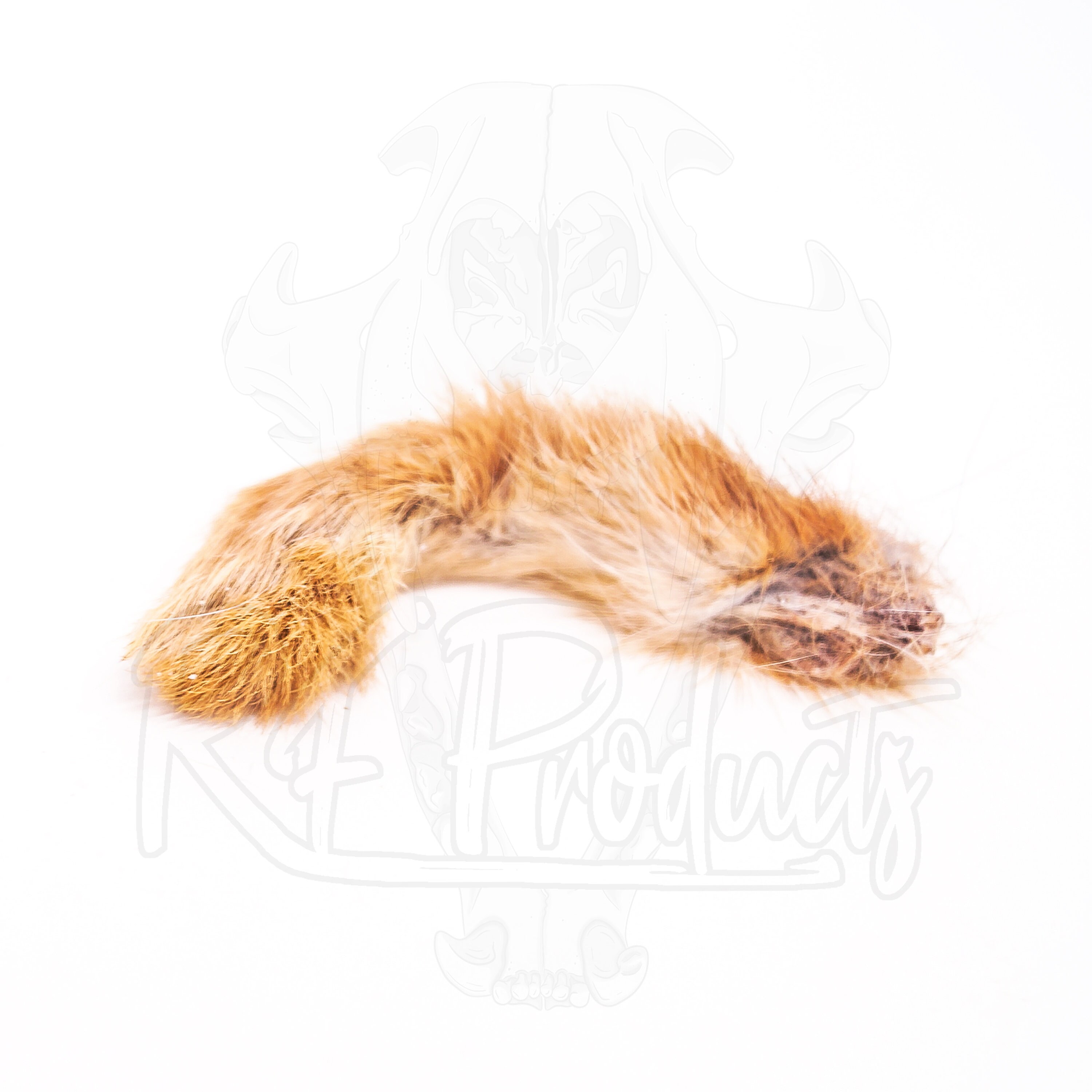 Mummified Rabbit Foot - Etsy