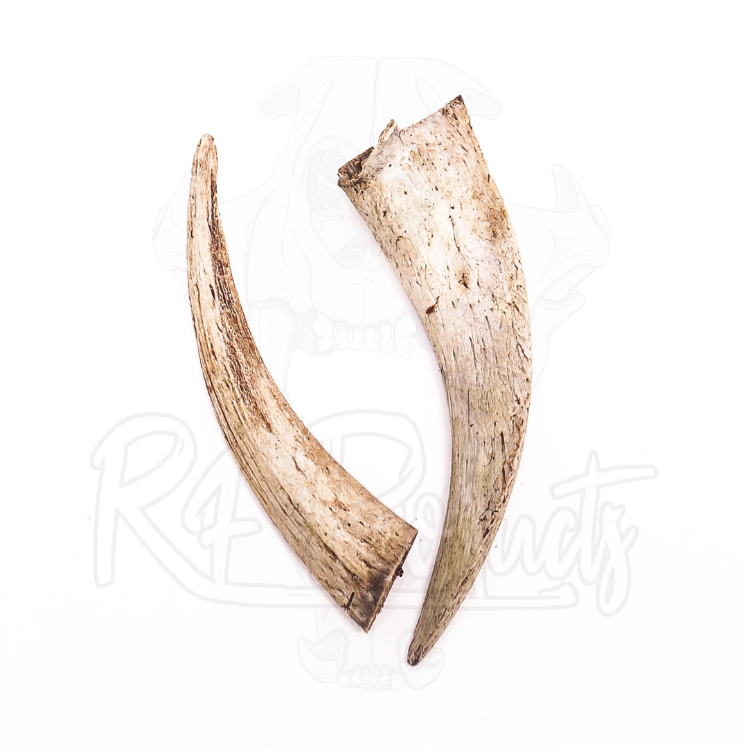 Large Goat Horn Core Etsy