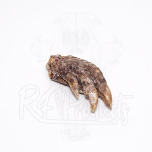 May include: Close-up of a dried turtle foot with sharp claws. The foot is brown and has a rough texture.