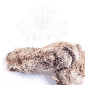 Mummified Bobcat Paw