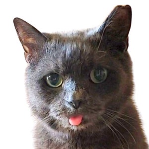 May include: A gray cat with green eyes sticks its pink tongue out. The cat has a serious expression on its face.