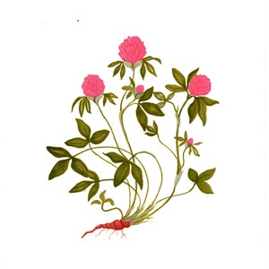 Red Clovers Gouache Print