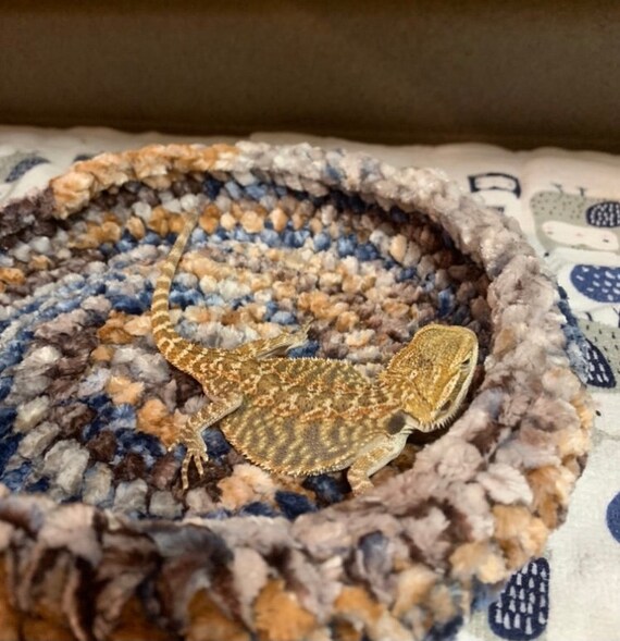 Crocheted Bearded Dragon Bed Etsy
