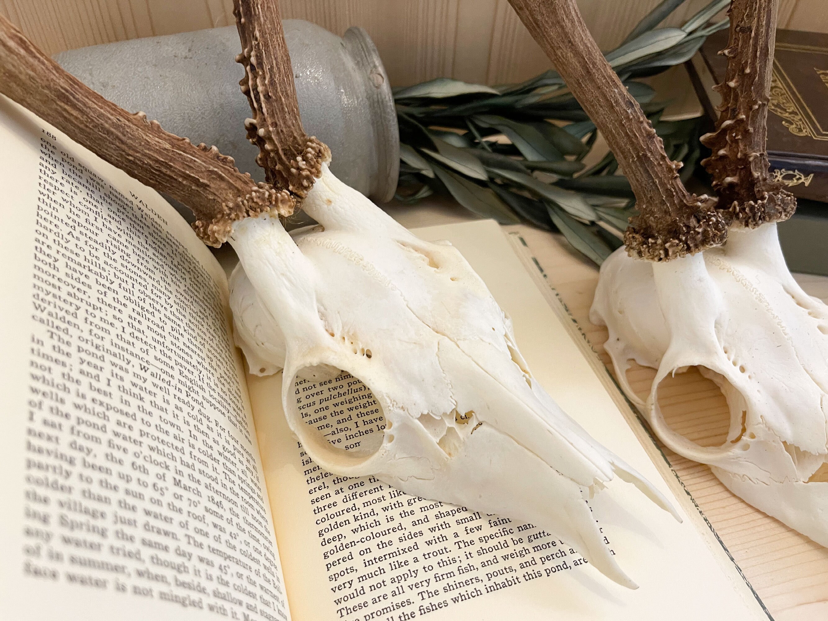Azeeda Gummistempel 'Vorwärts Verwandter Schädel' – Unmontiert, Größe A8, Für Karten & Scrapbooking
