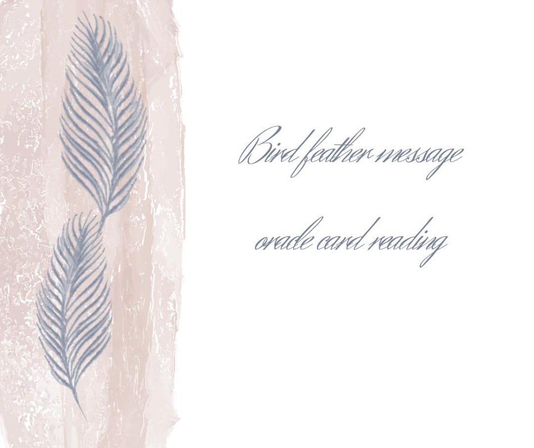 Message Feather Birds of a Feather Oracle Reading/ Bird Feather Life Message Reading ...