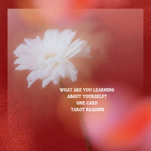 May include: A white daisy flower set against a blurred red background with the white text: WHAT ARE YOU LEARNING ABOUT YOURSELF? ONE CARD TAROT READING. The image features a soft focus aesthetic with a prominent floral element and clear lettering.