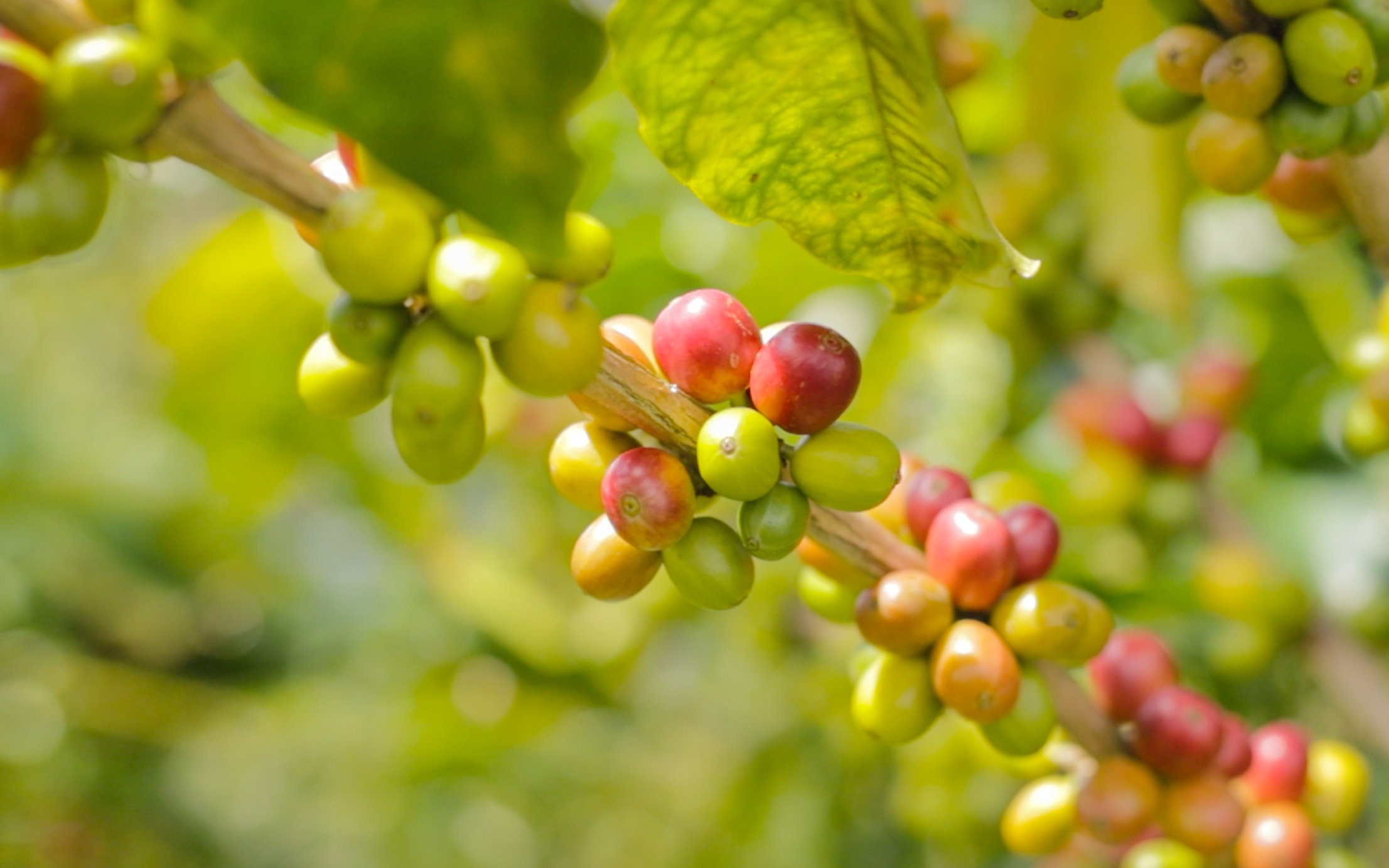 Coffee Drip, 24g Colombian Coffee, Medium Roast Coffee, Organic Coffee 