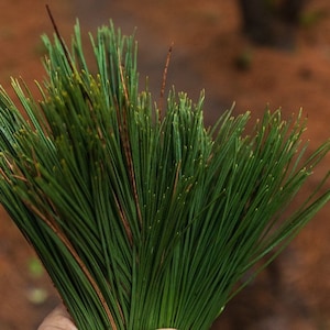 Aghi di pino rosso canadese/Aghi di pino rosso freschi
