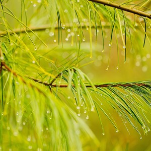 Canadian White Pine Needles/Fresh Pine Needles