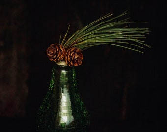 Canadian Red Pine Needles/Fresh Red Pine Needles