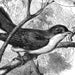 Raincrow Vintage
