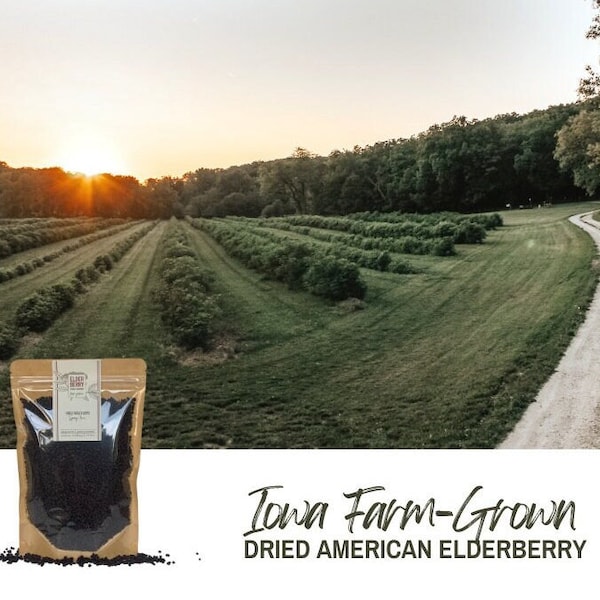 Premium Dried American Elderberries | Iowa Farm-Grown | Sambucus canadensis