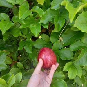 Passionsfrucht 25 samen, Rote Panama Sorte, Passiflora edulis. Früchte der Leidenschaft, Maracuja, Grenadelle, Grenadine, Passionsblume