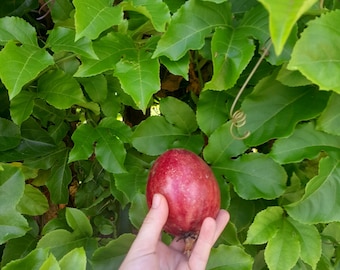 Maracuyá 30 semillas, cepa Red Panama, Passiflora edulis. Fruta de la pasión, maracujá, granada, granadina, plantas de vid de pasionaria.