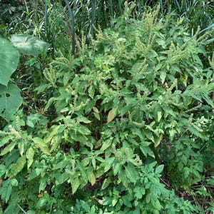 Perpetual basil 50 seeds, Ocimum gratissimum. African basil, clove basil, large basil bush plants for aromatic hedges, kitchens, bouquets