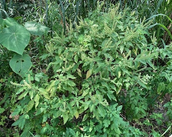 Basilic perpétuel 50 graines, Ocimum gratissimum. Basilic africain, basilic en clou de girofle, grandes plantes de basilic pour haies aromatiques, cuisines, bouquets