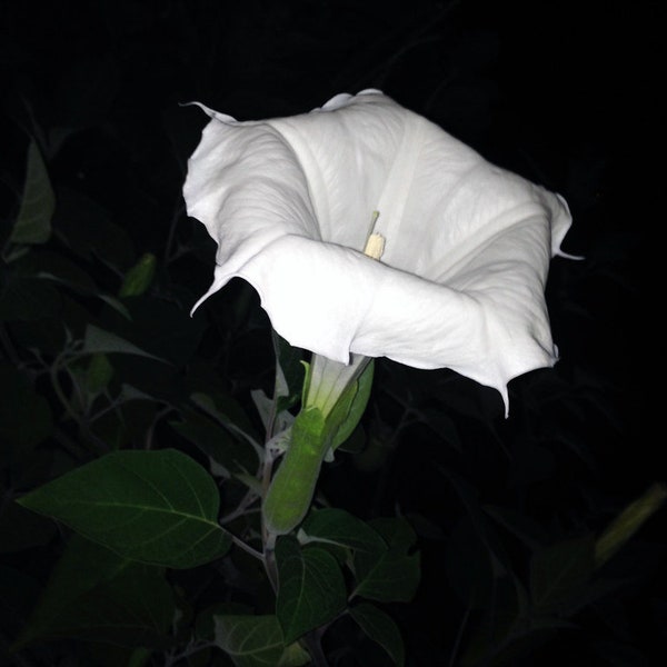 20 pack Datura inoxia seeds. November 2022. AKA Angel Trumpet, Moon Flower, Downy Thorn Apple, Nacazcul, Toloatzin plants