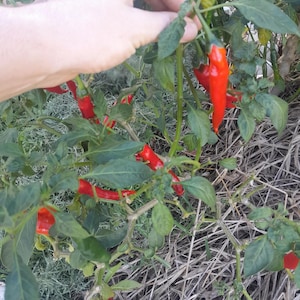 Cayenne chilli 25 or 50 seeds, Capsicum annuum. Cayenne pepper, hot peppers, red chile fruit, paprika. Moderately hot, heirloom seed packs