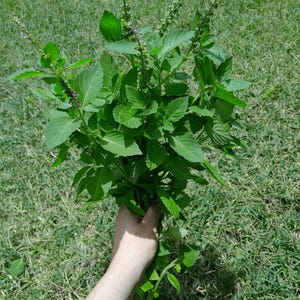 Lime basil 60 seeds, Ocimum americanum. Blue spice basil, hoary basil, American basil, sweet and fragrant herbal plants for teas and dessert