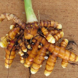 May include: Close-up of fresh turmeric root with a green stem. The turmeric has a vibrant orange-brown colour with a textured surface. The image is set against a light brown wooden background.