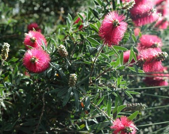 Hot pink bottlebrush tree seeds (Callistemon citrinus) 300 pack. Magenta bottle brush, rose birdak (Noongar), upright tree, shrub or bonsai