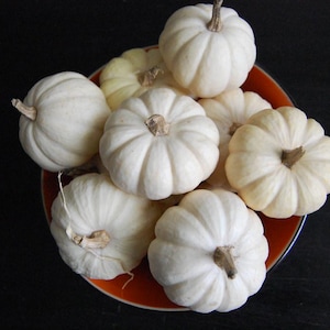 Acorn pumpkin 20 seeds mini white variety &#39;Baby Boo&#39;, Curcubita pepo. Miniature acorn squash, ghost pumpkins, heirloom white gourd vine seed
