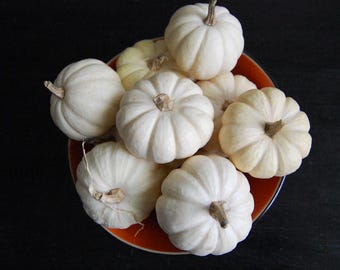 Calabaza bellota, 25 semillas, variedad mini blanca 'Baby Boo', Curcubita pepo. Calabaza bellota miniatura, calabaza fantasma, semillas de calabaza blanca heirloom.