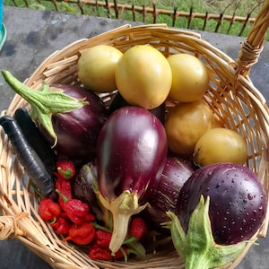 Eggplant seeds, 25, 50, 100 Solanum melongena. Garden egg, aubergine, brinjal, Guinea squash, melongen permaculture summer vegetable crop