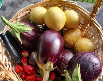 Semillas de berenjena (25, 50 y 100 semillas) de Solanum melongena. Berenjena, berenjena, calabaza de Guinea, melongena, cultivo de hortalizas de verano en permacultura.