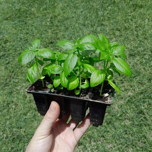 Sweet basil seeds, Ocimum basilicum, 35 pack. St Joseph's Wort, Albahaca, Basilic, Basilic Commun, Munjariki herb seeds for cooking and tea
